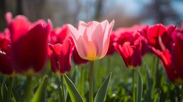 ai generato rosa tulipano fioritura nel rosso tulipani campo sotto primavera luce del sole foto