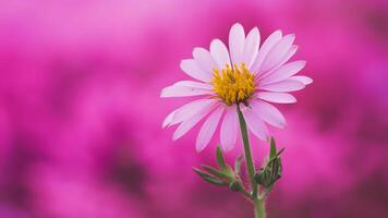 ai generato pubblicare estremo avvicinamento di morbido messa a fuoco bellissimo natura su rosa sfondo foto