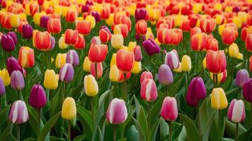 ai generato primavera giardino sfondo struttura Caratteristiche colorato tulipano fiori nel modello foto