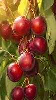 ai generato autunno raccogliere Perfetto rosso prugna su un' albero nel frutteto verticale mobile sfondo foto