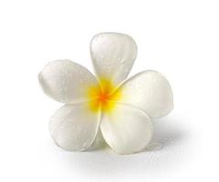 fiori tropicali frangipani isolati su sfondo bianco