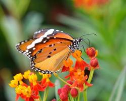 farfalla sul fiore d'arancio in giardino