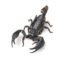 scorpion pandinus imperator isolato su sfondo bianco foto