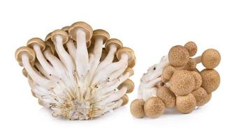 funghi di faggio marrone isolati su sfondo bianco