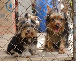 due cuccioli chiusi in gabbia foto