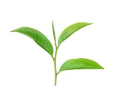 foglia di tè verde isolata su sfondo bianco