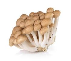 funghi di faggio marrone isolati su sfondo bianco