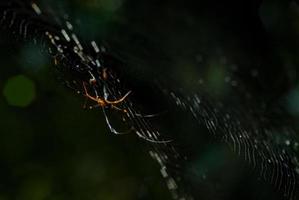 ragno aracnide siede nella sua tana su sfondo nero foto