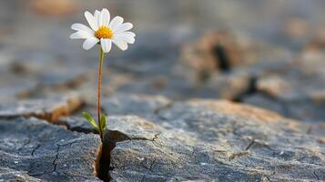 ai generato resiliente bianca fiore nel roccia fessura foto