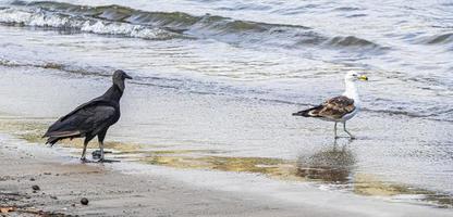 avvoltoio nero tropicale gabbiano bianco spiaggia di botafogo rio de janeiro.