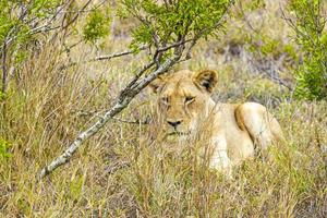 leone al safari nel parco nazionale di mpumalanga kruger sud africa. foto