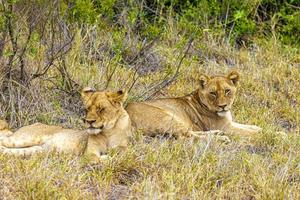 simpatici giovani leoni bambini safari parco nazionale Kruger sud africa.