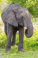 Big Five elefante africano Kruger National Park safari in Sud Africa. foto