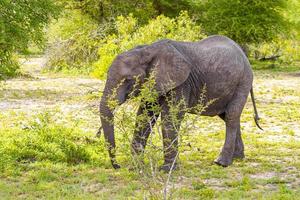 Big Five elefante africano Kruger National Park safari in Sud Africa. foto