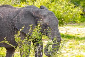 Big Five elefante africano Kruger National Park safari in Sud Africa.