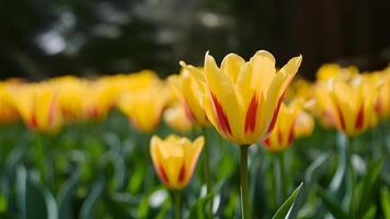 ai generato selvaggio giallo tulipano fiore con bellissimo bokeh luci sfondo foto