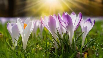 ai generato sorprendente luce del sole su fioritura primavera fiori con croco, natura foto