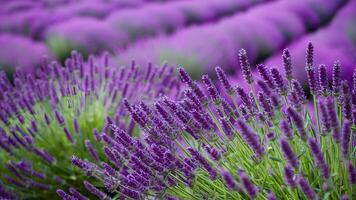 ai generato lavanda fioritura fragrante fiori campo, avvicinamento viola sfondo, ondeggiante foto