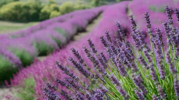 ai generato telaio sfocato natura sfondo con bene lavanda fiori, fioritura panorama foto