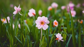 ai generato astratto natura sfondo vetrine vicino su di erba e fiore foto