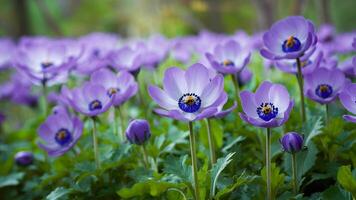ai generato bellissimo blu fiore anemoni nel fresco primavera mattina, natura foto