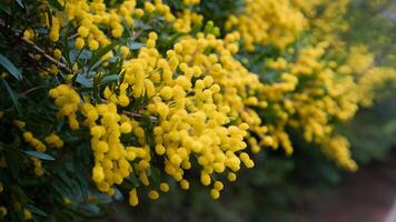 ai generato soggetto selettivo messa a fuoco su vicino su di mimose giallo primavera fiori foto