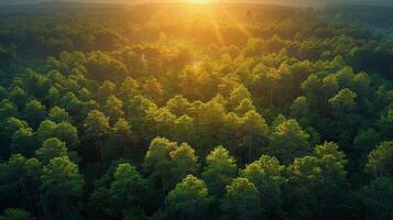 ai generato aereo Visualizza di foresta a tramonto foto