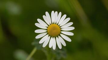 ai generato avvicinamento camomilla isolato su bianca sfondo, bue occhio margherita foto