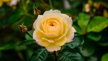 ai generato giallo rosa ibrido in mezzo primavera fogliame crea vivace sfondo foto