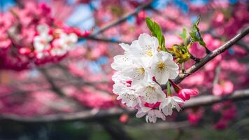 ai generato img superficiale profondità sakura fiore ciliegia fiorire panoramico modello foto