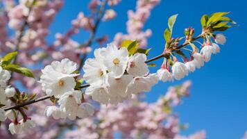 ai generato all'aperto primavera natura con bianca ciliegia fiore, blu sfondo foto