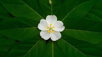 ai generato arabo gelsomino fiore e le foglie isolato su bianca sfondo foto