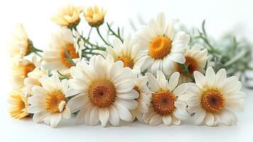 ai generato medicinale camomilla fiori su un' bianca sfondo foto