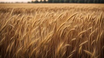 ai generato biologico Grano campo sfondo avvicinamento Visualizza foto