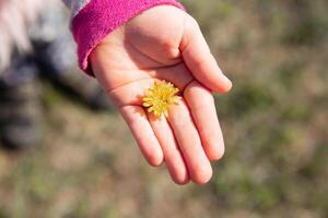 giallo dente di leone contro il cielo, dente di leone nel mano contro il cielo, giallo dente di leone nel primavera. primavera fiori. bellissimo sfondo. foto