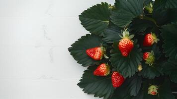 ai generato Impressionante contrasto di maturo fragola le foglie contro pulito bianca fondale foto