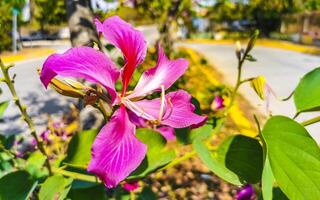 rosa rosso viola fiori impianti nel tropicale foresta natura Messico. foto