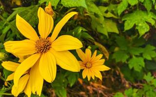 giallo bellissimo tropicale fiori arnica e impianti nel Messico. foto