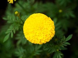 calendula in ricordo del re Rama 9 della Thailandia foto