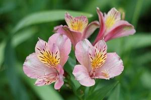 fiori di giglio peruviano foto