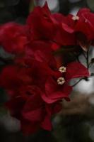 primo piano del fiore di bouganville foto