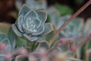 echeveria con goccioline foto