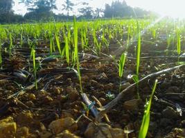 erba verde sul prato con gocce di rugiada d'acqua nella luce del mattino in primavera estate all'aperto macro ravvicinata, panorama. bella immagine artistica di purezza e freschezza della natura, copia spazio. foto