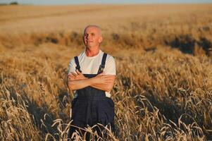 ritratto di anziano contadino agronomo nel Grano campo controllo colture prima raccolto. riuscito biologico cibo produzione e coltivazione. foto