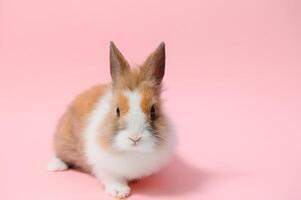 bello coniglietto Pasqua coniglio su leggero rosa sfondo. bellissimo bello animali domestici. bandiera taglia. foto