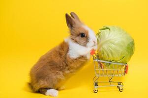 coniglio in piedi e hold il shopping carrello su collored sfondo. bello azione di giovane coniglio come acquisti. foto