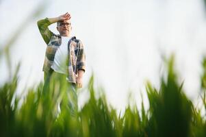 esperto e fiducioso contadino su il suo campo. ritratto di anziano contadino agronomo nel Grano campo. foto