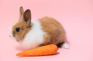 ritratto di adorabile coniglio con carota al di sopra di rosa sfondo foto