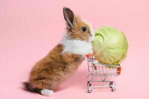 bello coniglietto Pasqua coniglio su leggero rosa sfondo. bellissimo bello animali domestici. bandiera taglia. foto