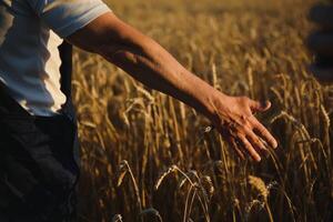 mani coraggio un' mazzo di Grano nel ordine per dai un'occhiata per il maturazione di cereali nel il campo. il contadino controlli se il Grano è maturo o non foto